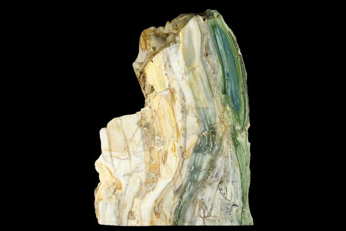 Polished, Gary Green (Larsonite) Petrified Wood - Oregon #180204
